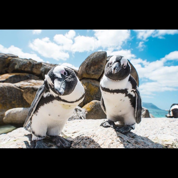 Meet your Posher, Emma - Picture 1 of 1